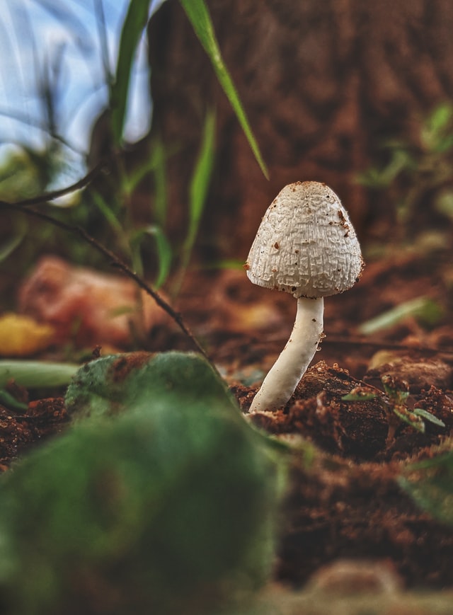 Psychedelics in Mental Health